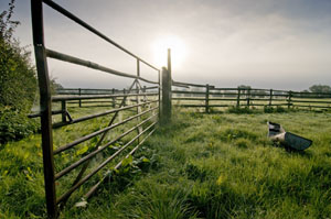 Cobwebs in morning mist