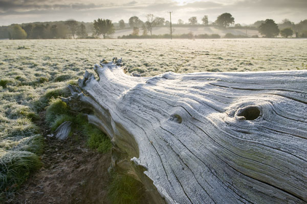 Frosted Log